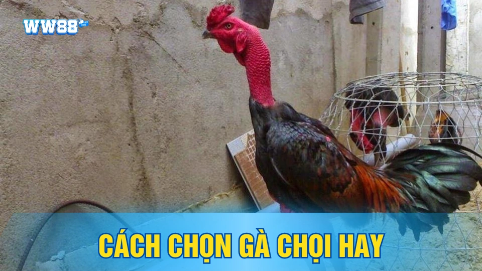 Cách chọn gà chọi hay - Tư vấn từ A đến Z