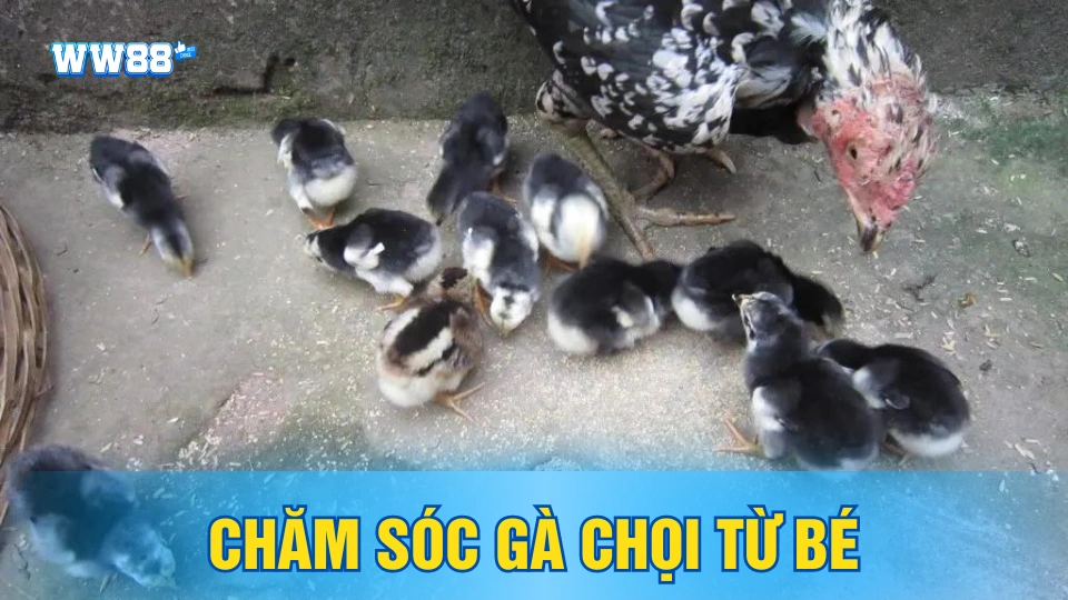 Chọn nơi xuất xứ và chăm sóc từ bé